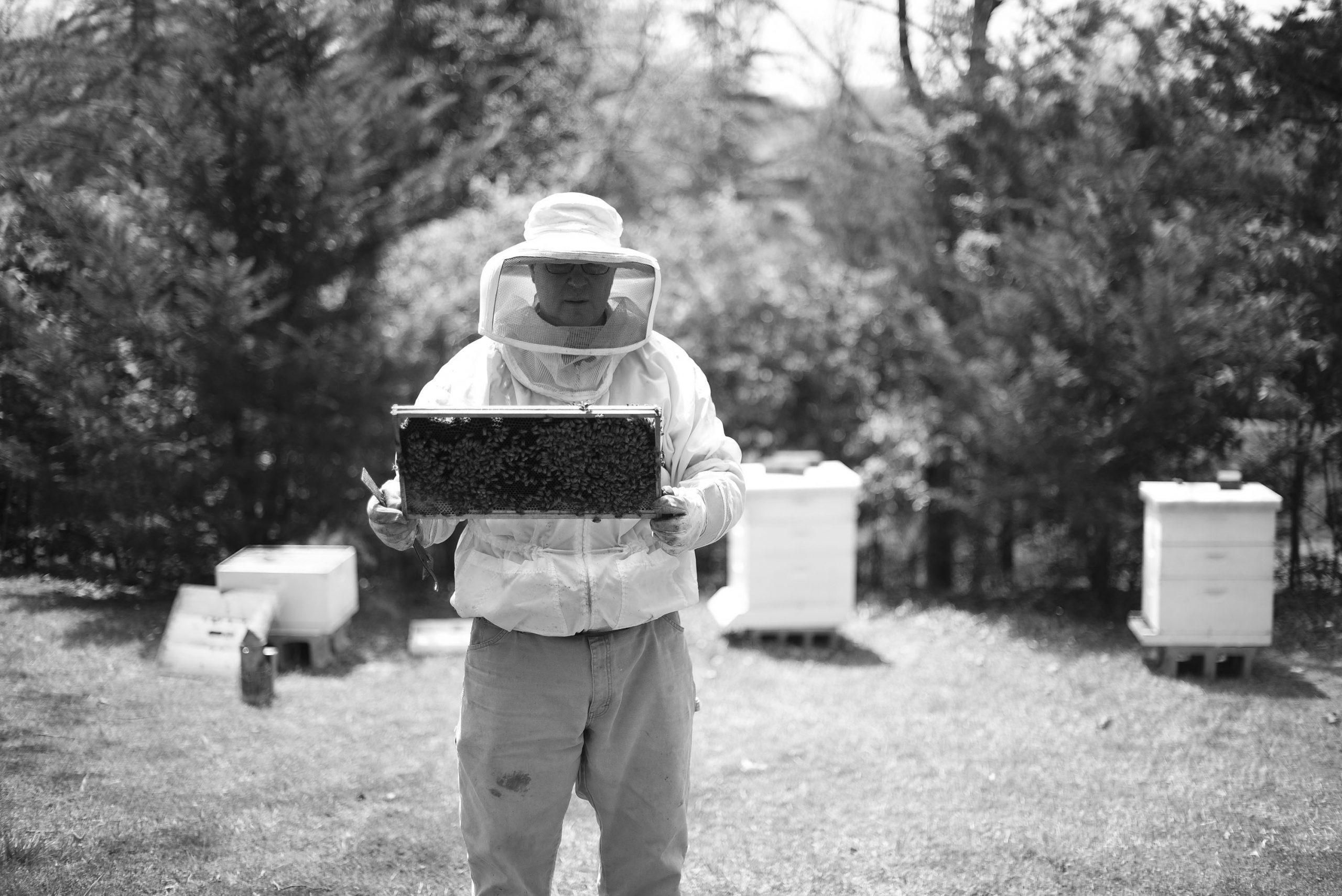 Mitchell’s Bees
